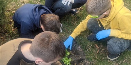 Powiększ grafikę: Chłopcy sadzą cebulki tulipanów do ziemi. 