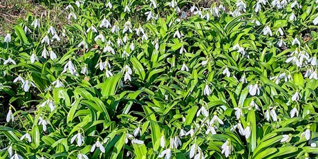 Powiększ grafikę: Przebiśniegi. 