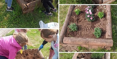 Powiększ grafikę: Dzieci przygotowują podłoże dla nowych roślin , następnie sadzą nowe kwiatki – lawendę, goździki pierzaste. Na zdjęciu widać również różowego floksa szydlastego , który pięknie się rozrósł.